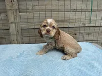 AKC cocker (Buff colored), a male Cocker Spaniel for sale in Mathis, TX – 3 of 10