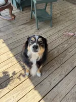 Brady, a male Australian Shepherd for sale in Mathis, TX – 2 of 5