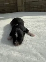 Black tri (dark face), a male Toy Australian Shepherd for sale in Mathis, TX – 2 of 3
