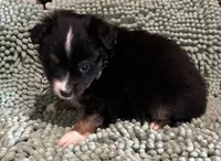 BTM, a male Toy Australian Shepherd for sale in Mathis, TX – 2 of 6