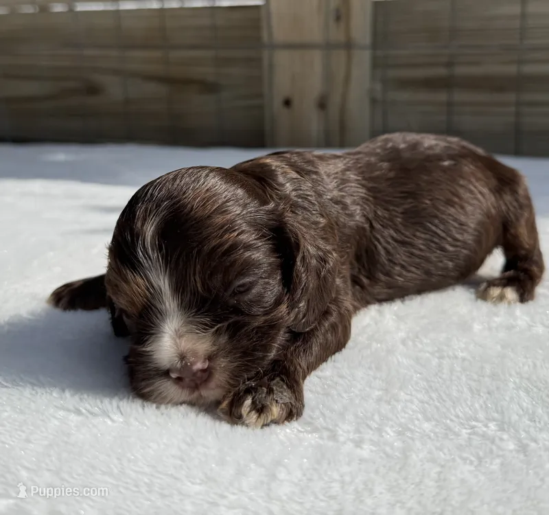 AKC Chocolate Female – Cocker Spaniel puppy for sale in Mathis, TX