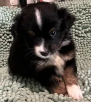BTM, a male Toy Australian Shepherd for sale in Mathis, TX – 3 of 6