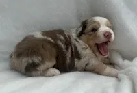 Red Merle male, a male Australian Shepherd for sale in Mathis, TX – 3 of 3