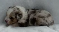 Red Merle male, a male Australian Shepherd for sale in Mathis, TX – 2 of 3