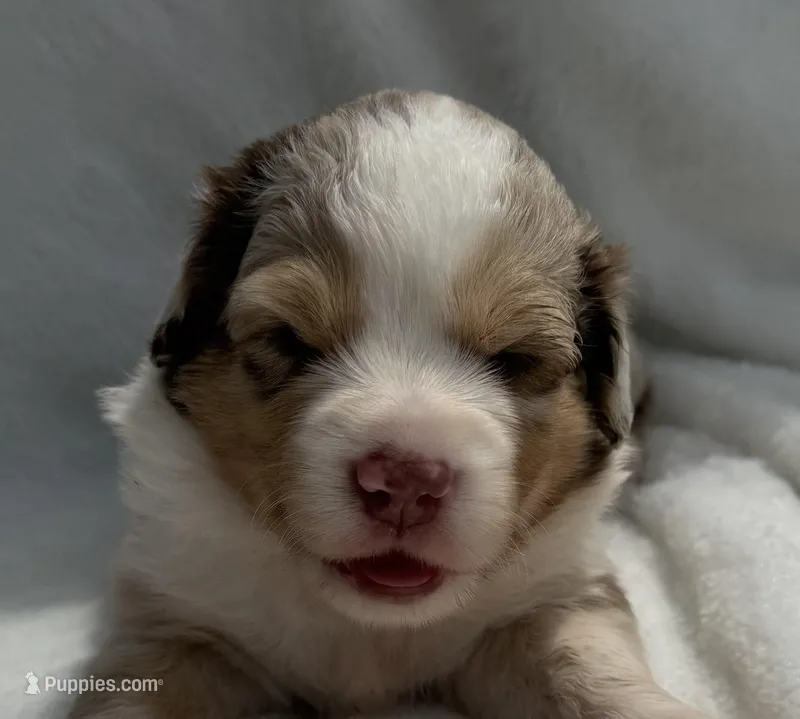Red Merle male – Australian Shepherd puppy for sale in Mathis, TX