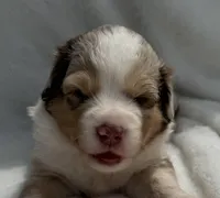 Red Merle male, a male Australian Shepherd for sale in Mathis, TX – 1 of 3