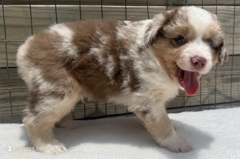 Red Merle male – Australian Shepherd puppy for sale in Mathis, TX