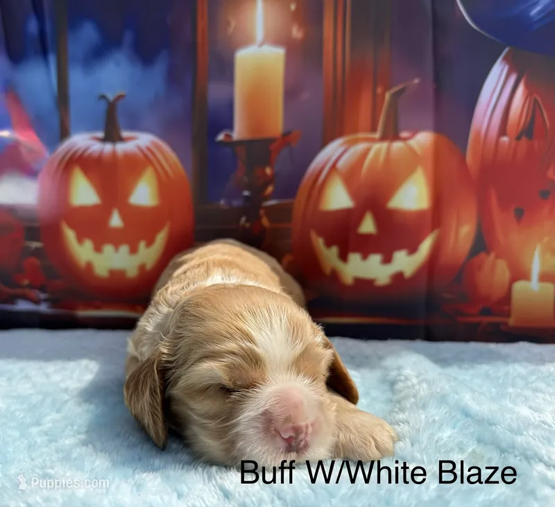 AKC Buff /w white blaze – Cocker Spaniel puppy for sale in Mathis, TX