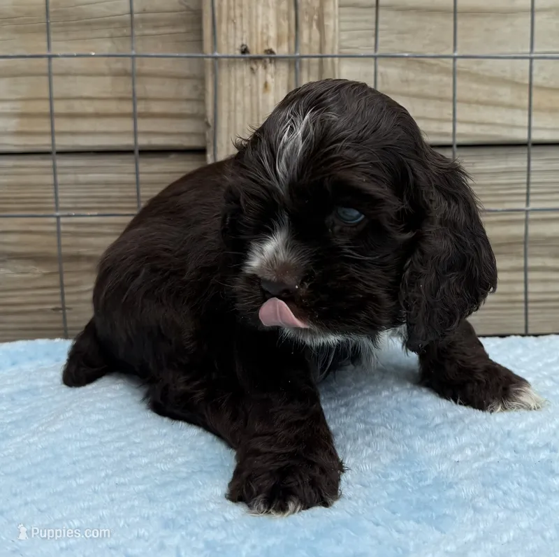 AKC Cocker spaniel male – Cocker Spaniel puppy for sale in Mathis, TX