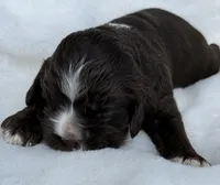 AKC Cocker spaniel male, a male Cocker Spaniel for sale in Mathis, TX – 1 of 4