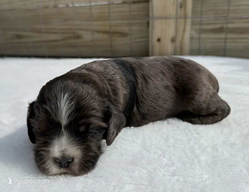 AKC Chocolate Merle – Cocker Spaniel puppy for sale in Mathis, TX