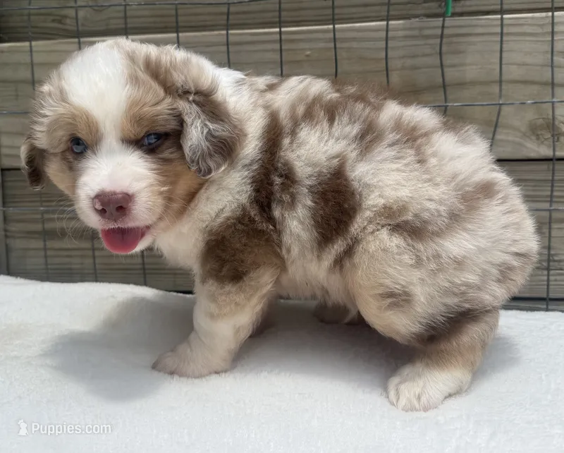 Red Merle male – Australian Shepherd puppy for sale in Mathis, TX