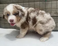 Red Merle male, a male Australian Shepherd for sale in Mathis, TX – 5 of 6