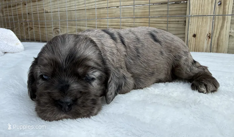 AKC Blue Merle male – Cocker Spaniel puppy for sale in Mathis, TX