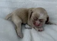 AKC Buff cocker, a male Cocker Spaniel for sale in Mathis, TX – 2 of 4