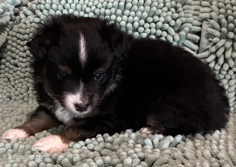 BTM – Toy Australian Shepherd puppy for sale in Mathis, TX