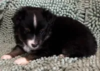 BTM, a male Toy Australian Shepherd for sale in Mathis, TX – 1 of 6