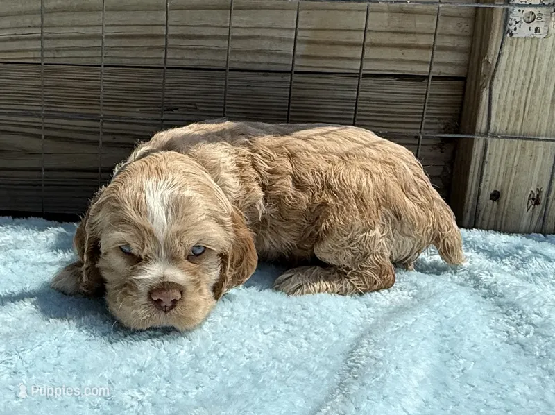 AKC cocker (Buff colored) – Cocker Spaniel puppy for sale in Mathis, TX