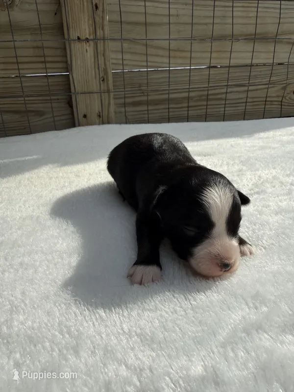 Black Tri (Big Blaze) – Toy Australian Shepherd puppy for sale in Mathis, TX