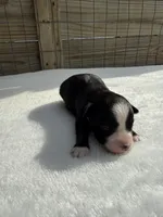 Black Tri (Big Blaze), a male Toy Australian Shepherd for sale in Mathis, TX – 1 of 3