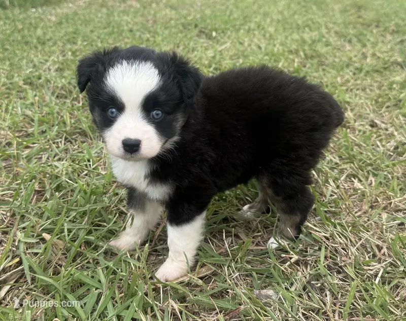Black Tri Female – Miniature Australian Shepherd puppy for sale in Mathis, TX