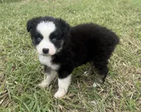 Black Tri Female, a female Toy Australian Shepherd for sale in Mathis, TX – 1 of 6
