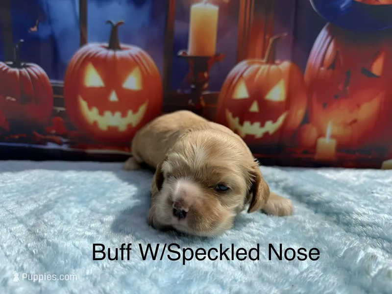 AKC buff w/speckled nose – Cocker Spaniel puppy for sale in Mathis, TX