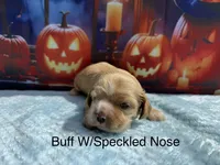 AKC buff w/speckled nose, a male Cocker Spaniel for sale in Mathis, TX – 1 of 1
