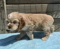 AKC cocker (Buff colored), a male Cocker Spaniel for sale in Mathis, TX – 2 of 10
