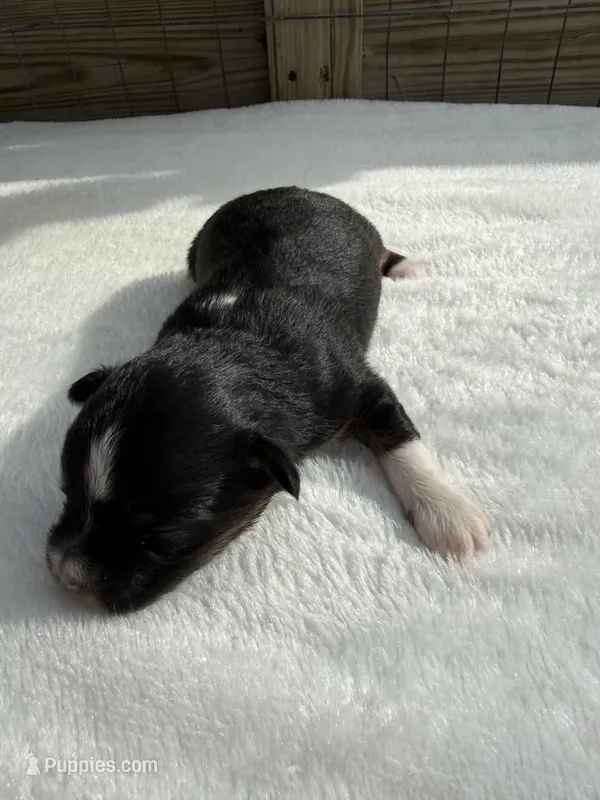 Black tri (dark face) – Toy Australian Shepherd puppy for sale in Mathis, TX
