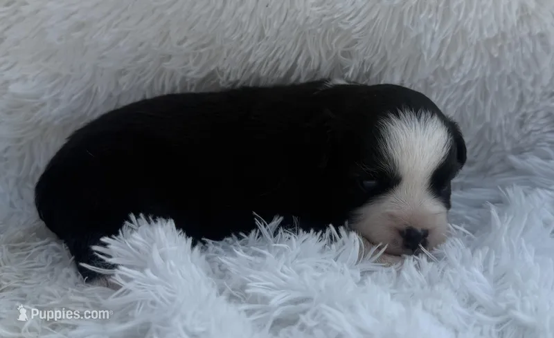 Black Tri Female – Miniature Australian Shepherd puppy for sale in Mathis, TX