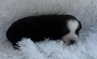 Black Tri Female, a female Miniature Australian Shepherd for sale in Mathis, TX – Photo 1 of 3