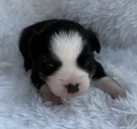 Black Tri Female, a female Miniature Australian Shepherd for sale in Mathis, TX – Photo 2 of 3