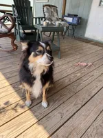 Brady, a male Australian Shepherd for sale in Mathis, TX – 4 of 5