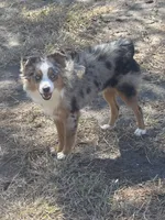 BTM, a male Toy Australian Shepherd for sale in Mathis, TX – 6 of 6
