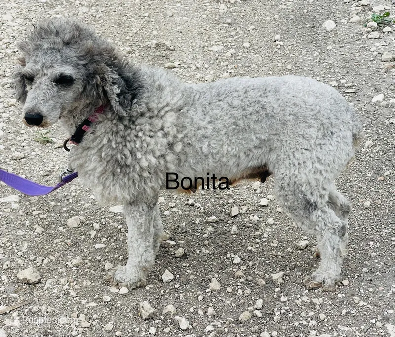 Bonita, a female Poodle - Miniature  for sale in Mathis, TX – 1 of 1