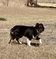 Black tri (white nosed), a male Toy Australian Shepherd for sale in Mathis, TX – 4 of 5