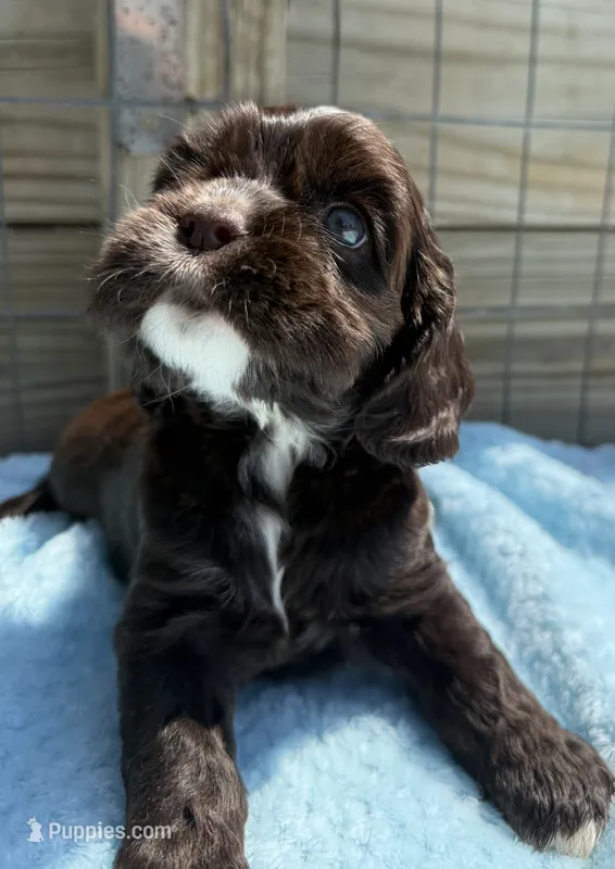 AKC Chocolate cocker – Cocker Spaniel puppy for sale in Mathis, TX