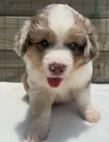 Red Merle male, a male Australian Shepherd for sale in Mathis, TX – 2 of 6