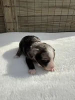 Blue Merle, a female Toy Australian Shepherd for sale in Mathis, TX – 1 of 4