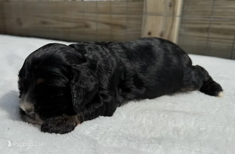 AKC Black w/tan points  – Cocker Spaniel puppy for sale in Mathis, TX