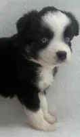 Black Tri Female, a female Toy Australian Shepherd for sale in Mathis, TX – 4 of 6