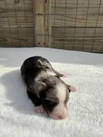 Blue Merle, a female Toy Australian Shepherd for sale in Mathis, TX – 3 of 4
