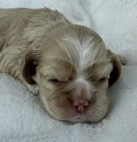 AKC Buff cocker, a male Cocker Spaniel for sale in Mathis, TX – 4 of 4