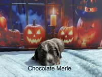 AKC Chocolate Merle, a male Cocker Spaniel for sale in Mathis, TX – 1 of 1
