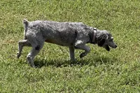 Bonita, a female Poodle - Miniature  for sale in Mathis, TX – 4 of 5