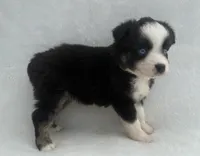 Black Tri Female, a female Toy Australian Shepherd for sale in Mathis, TX – 5 of 6