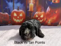 AKC Black w/tan points , a female Cocker Spaniel for sale in Mathis, TX – 1 of 1