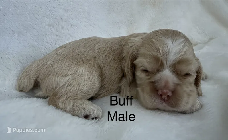 AKC Buff cocker – Cocker Spaniel puppy for sale in Mathis, TX