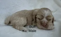 AKC Buff cocker, a male Cocker Spaniel for sale in Mathis, TX – 1 of 4